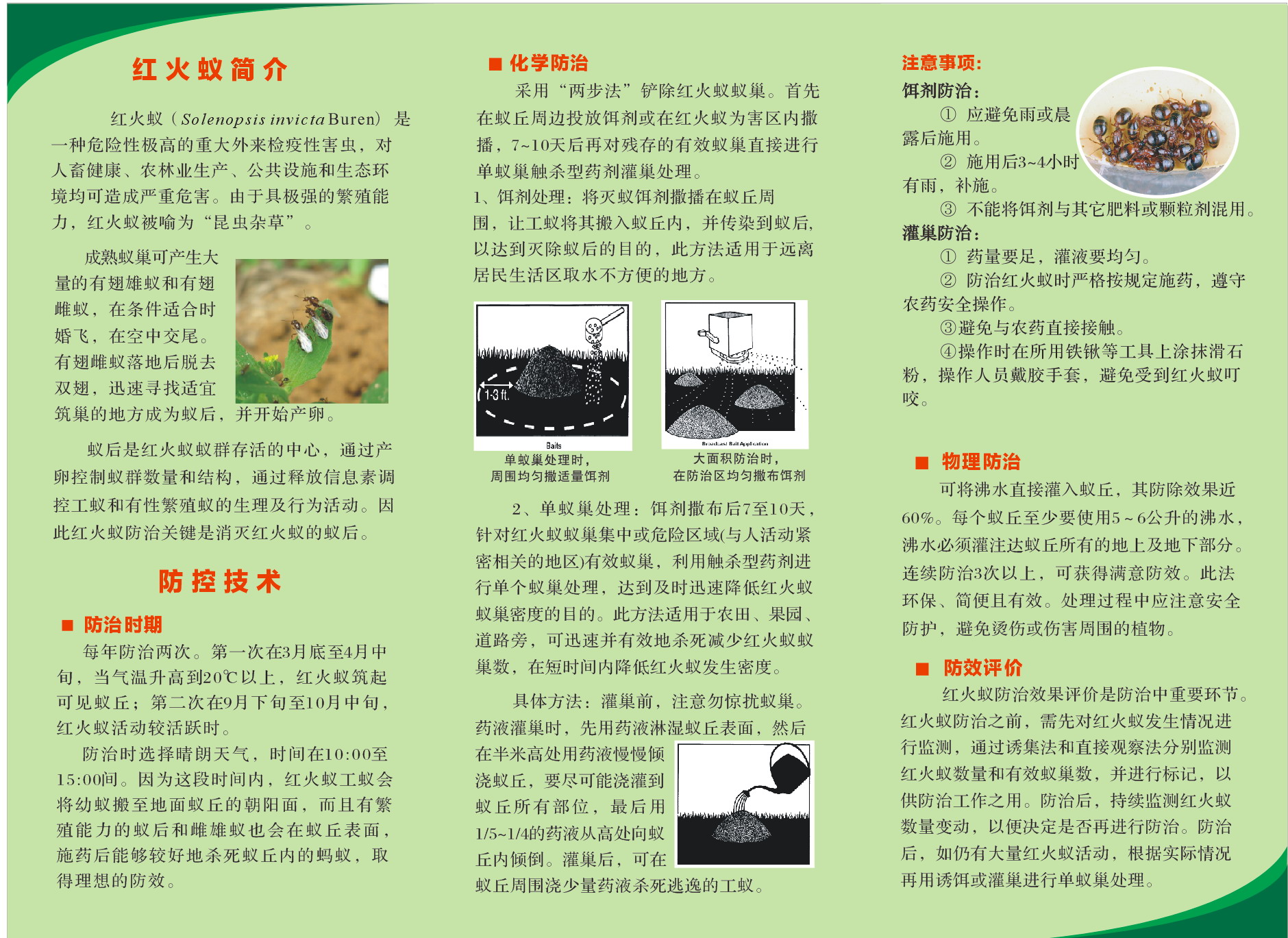 紅火蟻防控技術(shù)（背面）.jpg