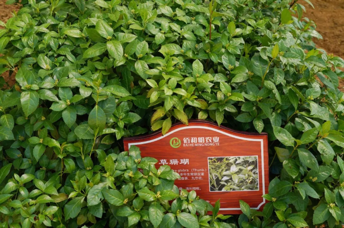 特色文旅品牌產(chǎn)品④ | 云城鄉(xiāng)村生態(tài)康養(yǎng)之旅